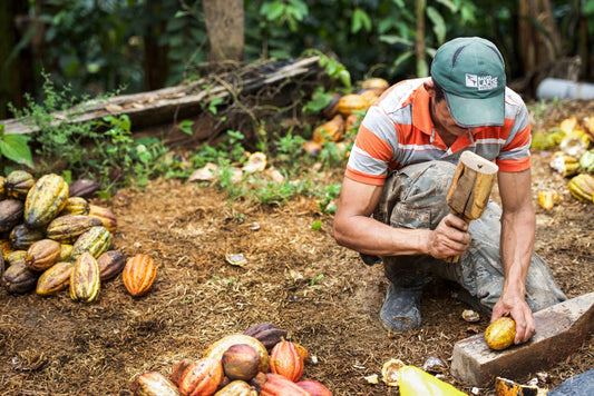 The Timeless Connection: Ceremonial Cacao in the Modern World and Ancient Civilizations