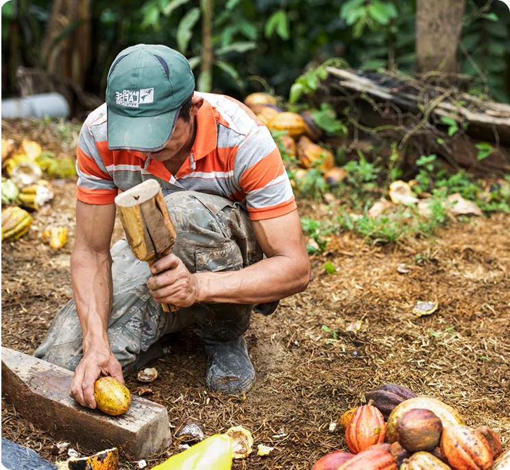 Nikko Afriyanto opening cacao pod